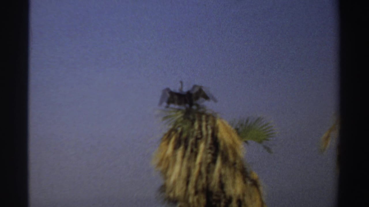 Dark bird with spread wings perched on the crown of a palm tree against blue sky.