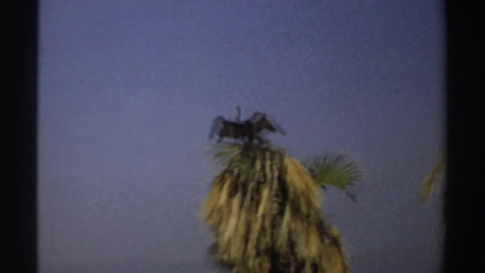 1969 Sudan 8mm frame showing a dark cormorant-like bird with wings outstretched atop a palm crown under blue sky.