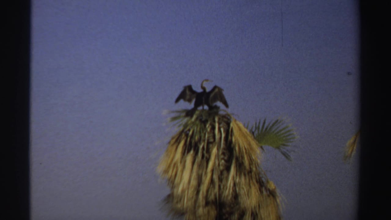 Bird standing on a palm crown with wings raised against a plain blue sky.