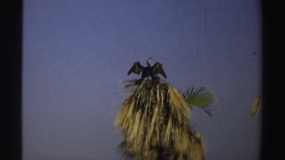 1969 Sudan 8mm frame with a dark bird holding its wings open on a palm top, silhouetted against clear blue sky.