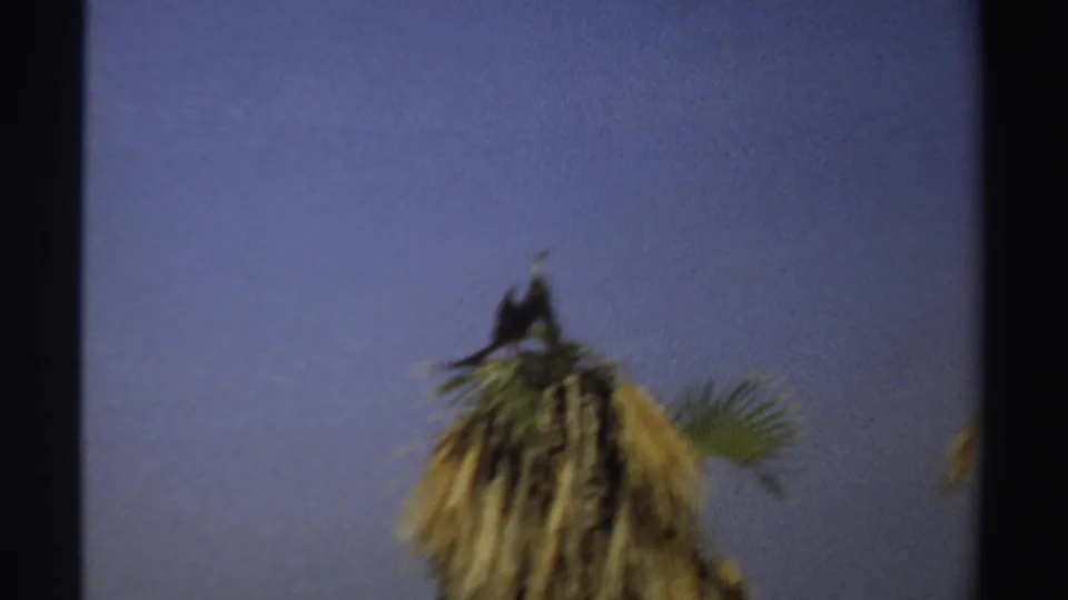 1969 Sudan 8mm frame showing the bird still perched on the palm crown, slightly blurred below a wide area of blue sky.