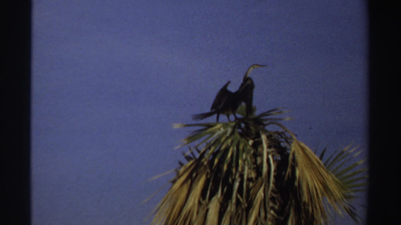 Dark bird perched on the top of a palm tree against blue sky.