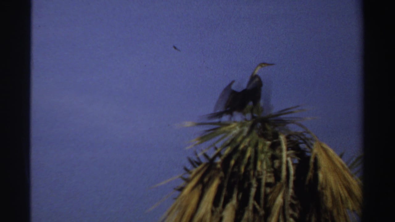 Bird with spread wings perched on palm fronds beneath a blue sky.