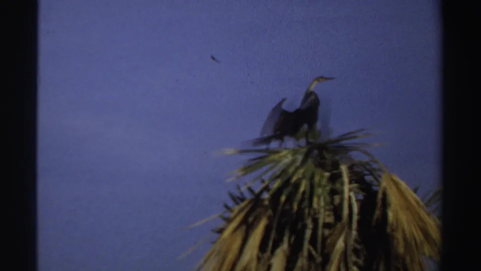 1969 Sudan 8mm frame with a dark bird spreading its wings while perched on the top of a palm tree.