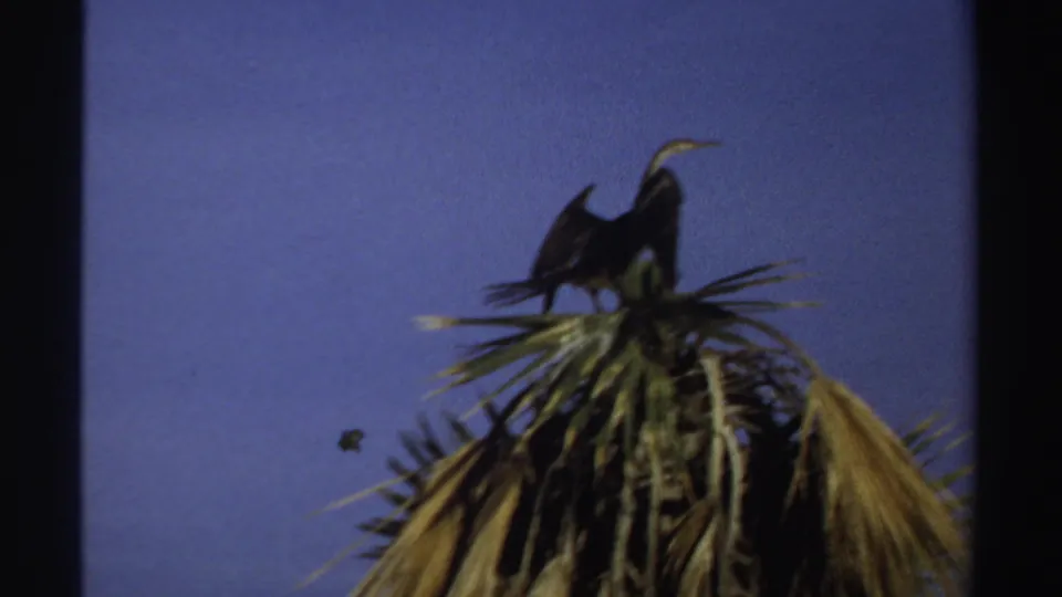 1969 Sudan 8mm frame showing a silhouetted bird on a palm crown, with open wings and dry fronds below.