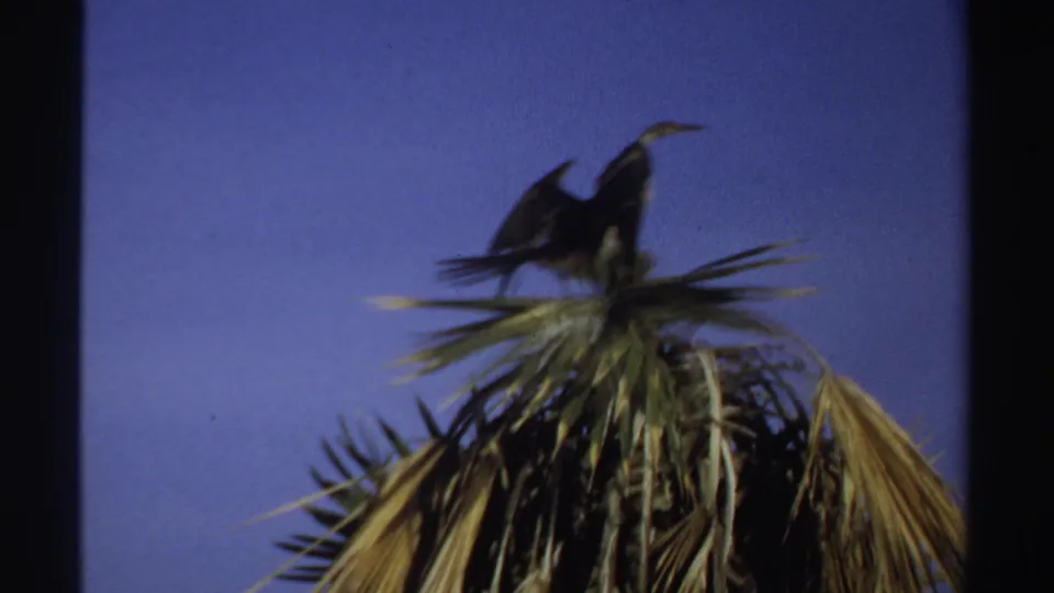 1969 Sudan 8mm frame showing a dark bird balanced on palm fronds with wings extended against a clear blue sky.