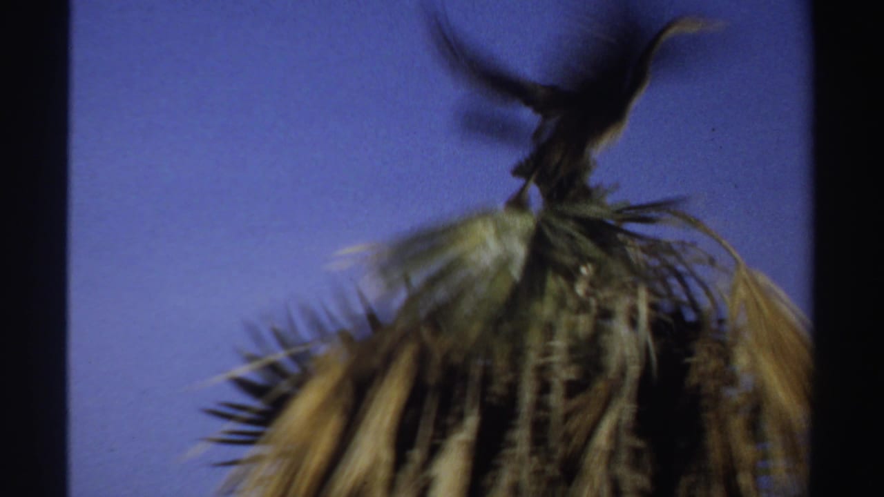 Dark bird perched on top of a palm tree against a blue sky.