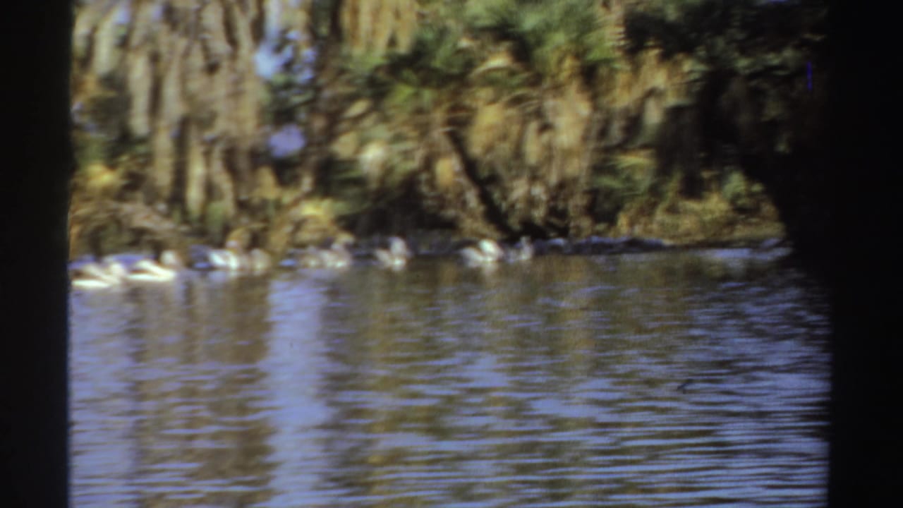 White waterbirds swim along a palm-lined waterway in 1969 Sudan home-movie footage.