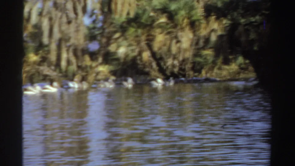 White waterbirds swim along a palm-lined waterway in 1969 Sudan home-movie footage.