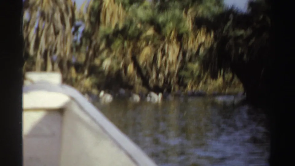 A small boat edge appears in a 1969 Sudan waterway view with white birds near the palm-covered bank.