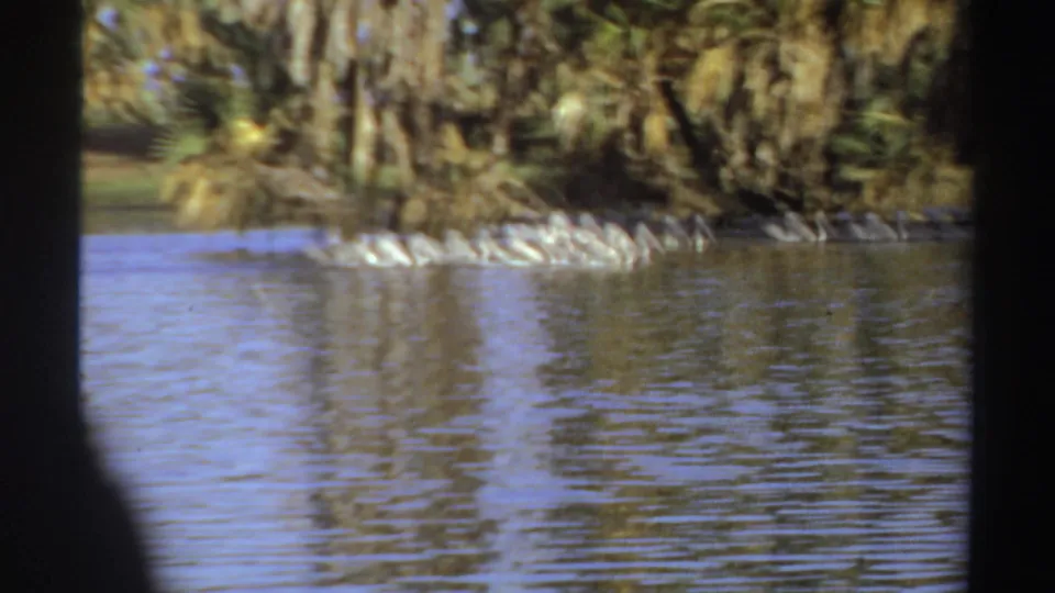 White birds swim in a loose line across reflective water in 1969 Sudan travel footage.
