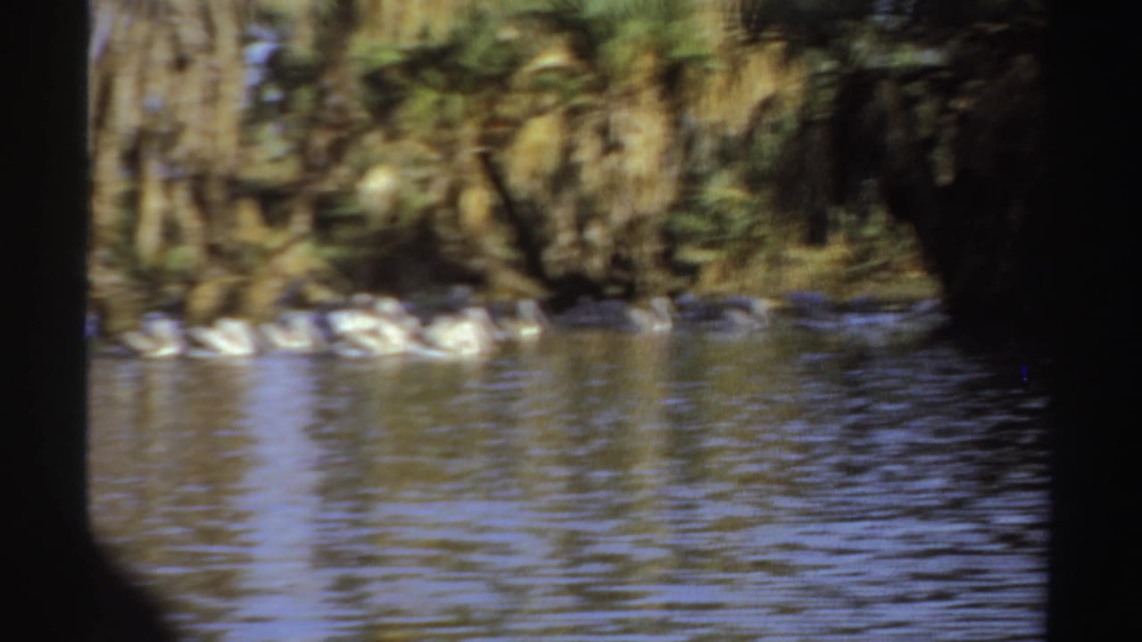 White pelicans swimming on shaded water beneath palms.
