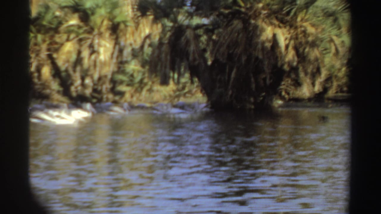 Pelicans clustered on water near dense palm growth.