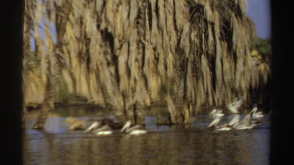 1969 8mm footage frame with pelicans moving along a palm-fringed waterway in Sudan.