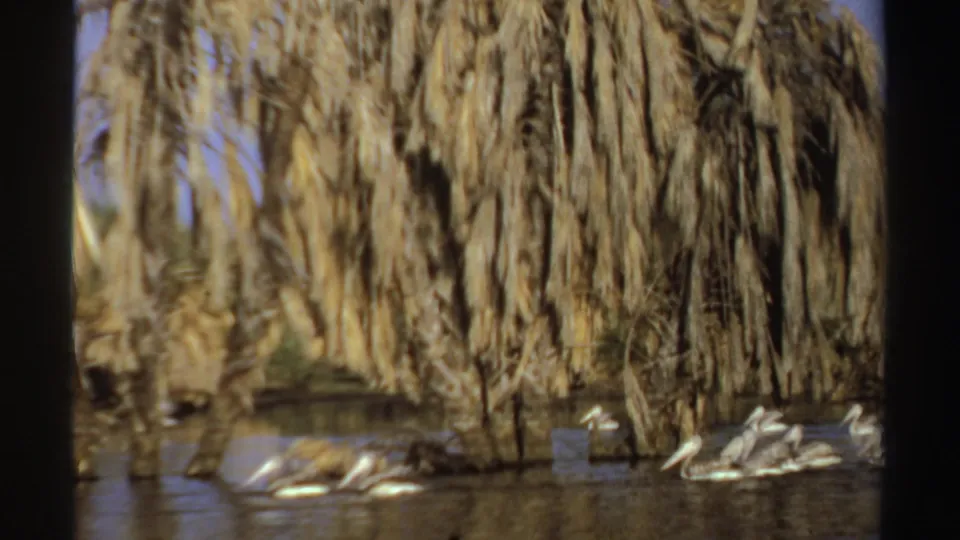 White pelicans cluster near low palm growth in a warm, grainy 8mm Sudan river scene from 1969.