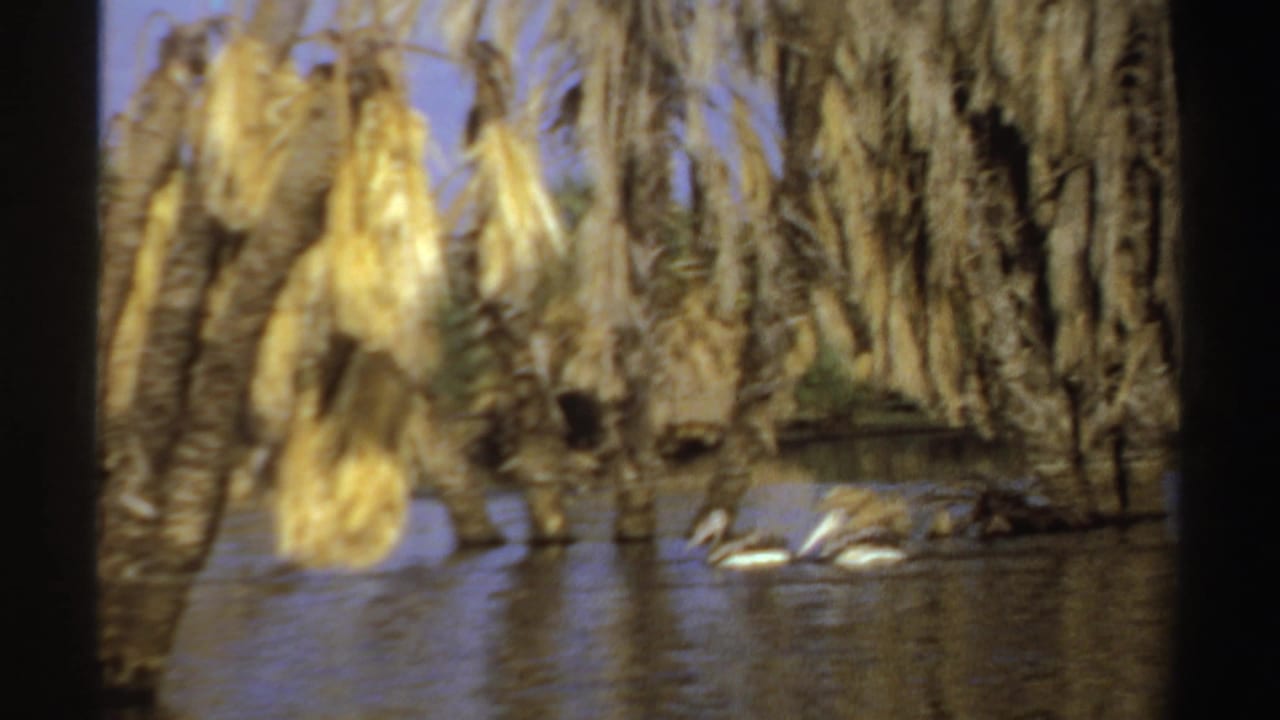 Pelicans swim near a palm-lined riverbank with dry fronds above the water.