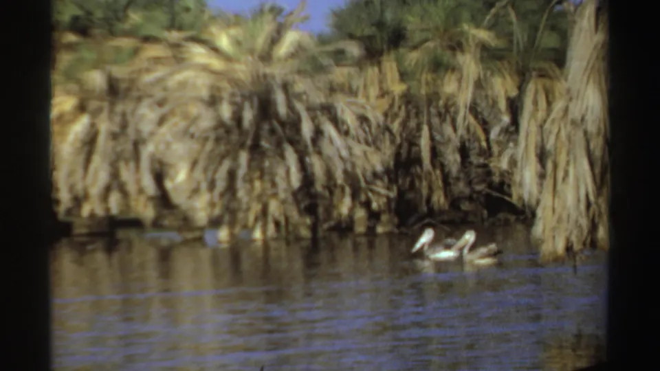 1969 Sudan home-movie frame of two pelicans gliding across a calm river below dry palms and greenery.