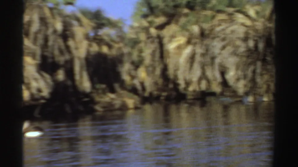 Soft 1969 Sudan frame showing a pelican near a palm-lined riverbank with bright water and dense fronds.