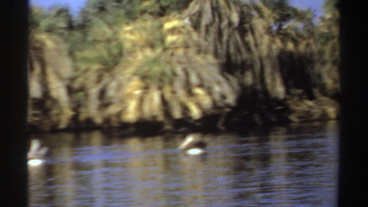 White pelicans swimming on a lake with palms and vegetation along the far shore.
