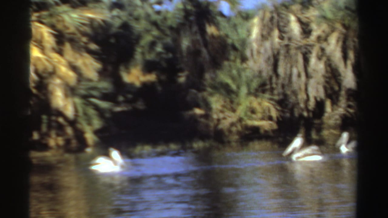 Pelicans glide across dark lake water in front of palms and brush.