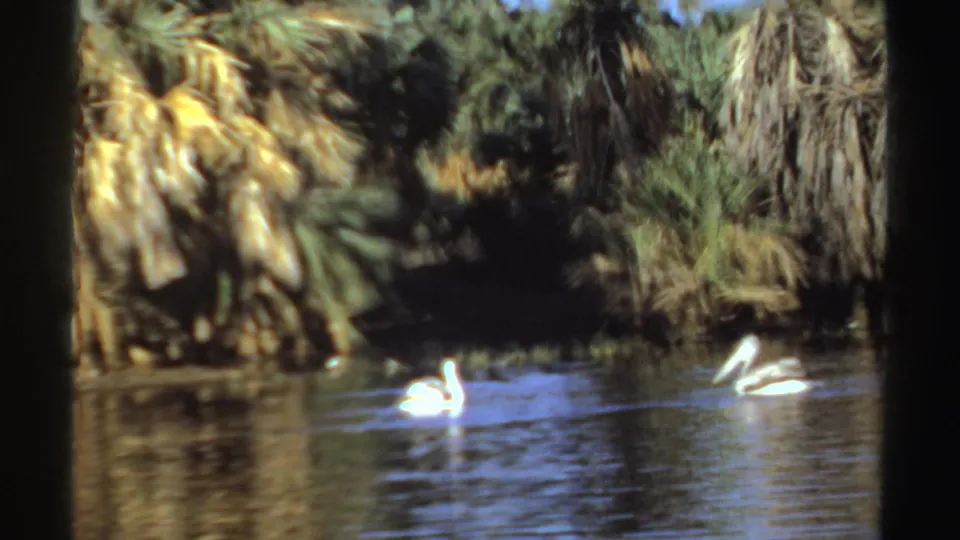 1969 Sudan 8mm frame showing two white pelicans separated across rippled water with palms behind them.