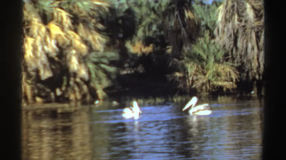 1969 Sudan 8mm frame of a small group of white pelicans on a palm-lined lake, seen with soft handheld framing.
