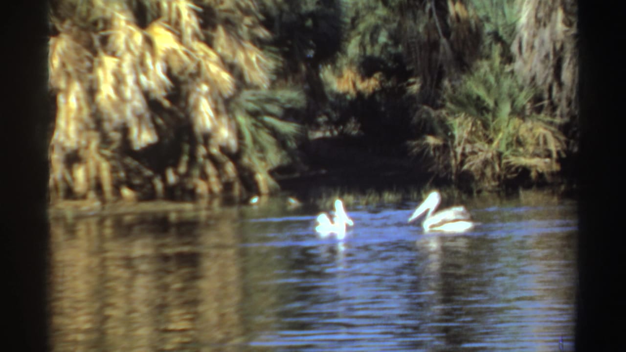 Two white pelicans swim on a calm river beside palm-lined vegetation.