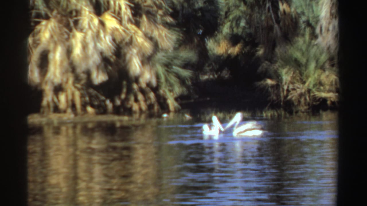 White pelicans swim close together on a sunlit Sudan river, with palm reflections and soft 8mm texture.