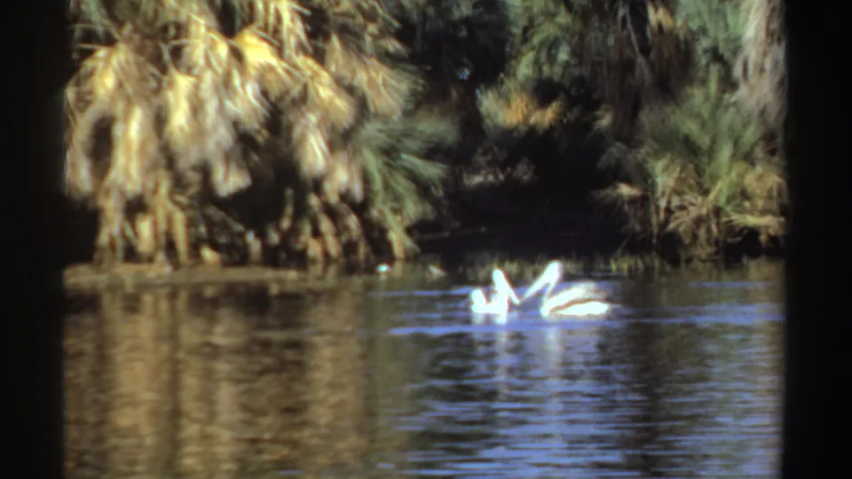 White pelicans swim close together on a sunlit Sudan river, with palm reflections and soft 8mm texture.