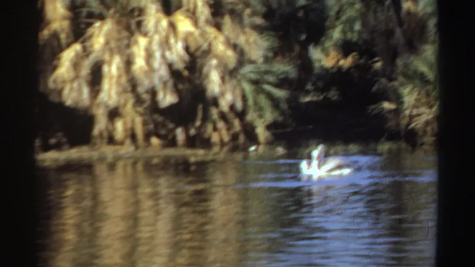 A white pelican moves across a shaded river bend in Sudan, captured in grainy 1969 8mm footage.