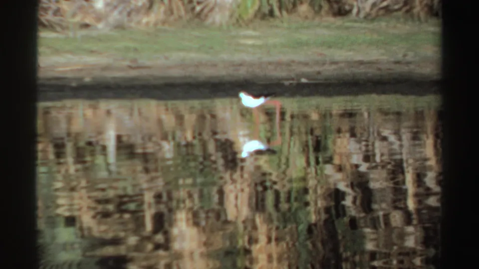 White pelicans appear near a grassy Sudan riverbank, their forms reflected in the rippling 1969 8mm frame.