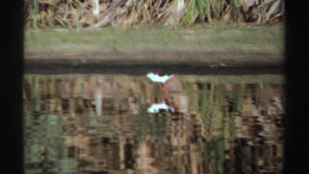 White wading bird standing in shallow water beside reeds and a muddy bank.