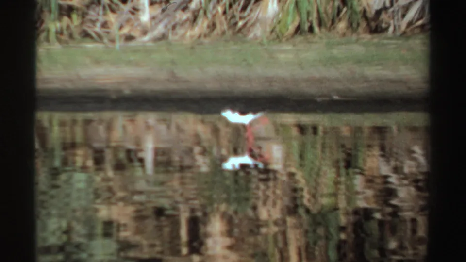 1969 Sudan 8mm frame showing a white wading bird with reddish legs near a lagoon bank, reflected in rippled water.