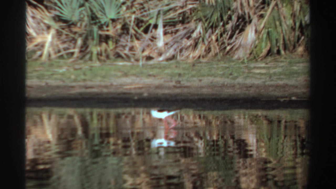 1969 Sudan 8mm frame of a white wading bird near the waterline, with reeds and vegetation mirrored in the lagoon.