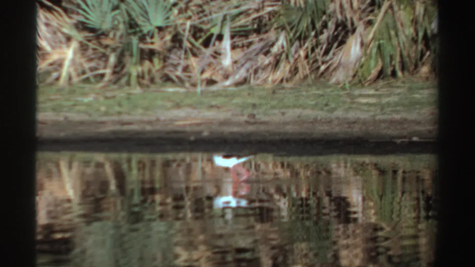 1969 Sudan 8mm frame of a white wading bird near the waterline, with reeds and vegetation mirrored in the lagoon.