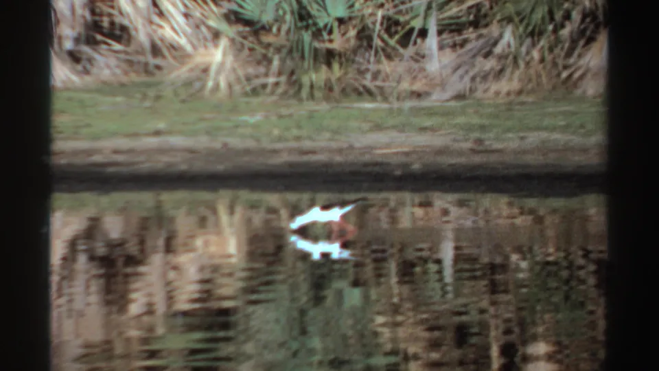 1969 Sudan 8mm frame showing the white wading bird lower in the frame, walking through reflective water beneath reeds.