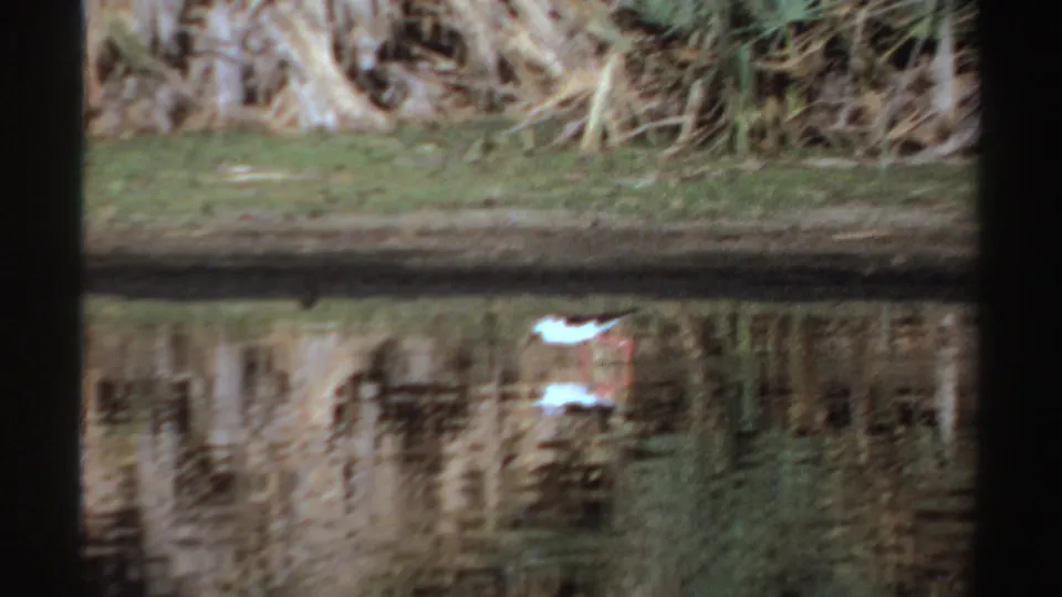 1969 Sudan 8mm frame of a white wading bird crossing shallow water, backed by reeds and mirrored vegetation.