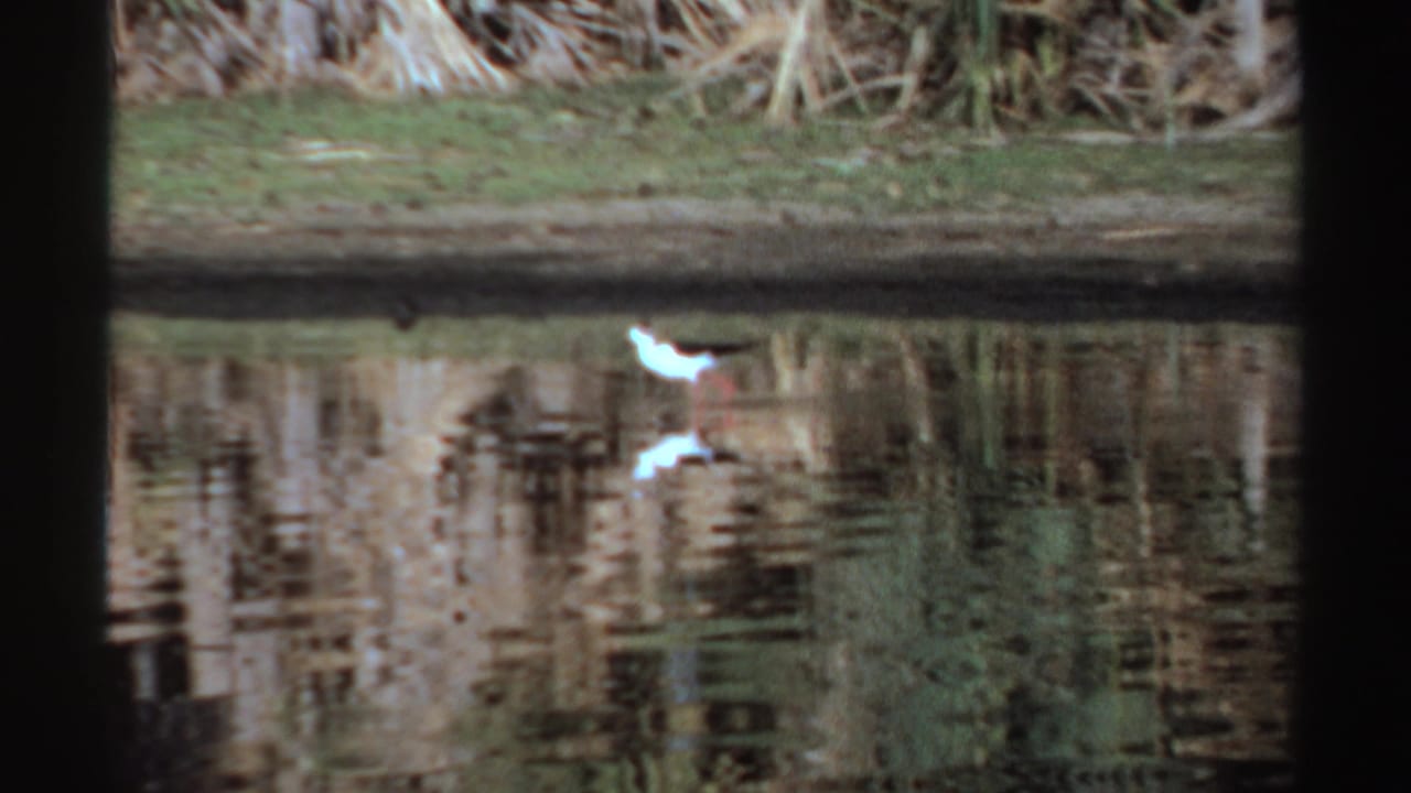 Black-and-white wading bird at the edge of a reflective pool with reeds behind it.
