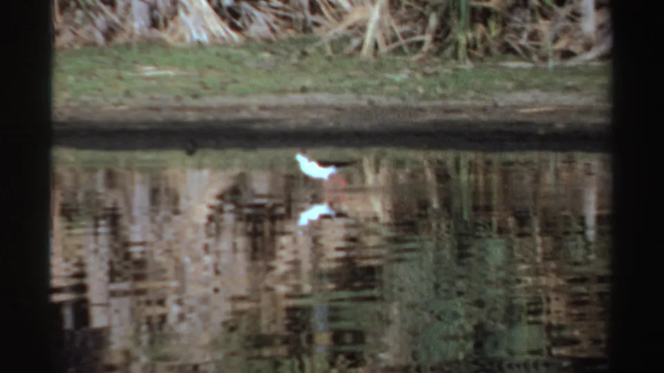 1969 Sudan 8mm frame showing a small black-and-white wading bird near shallow water, with reeds and its reflection visible.