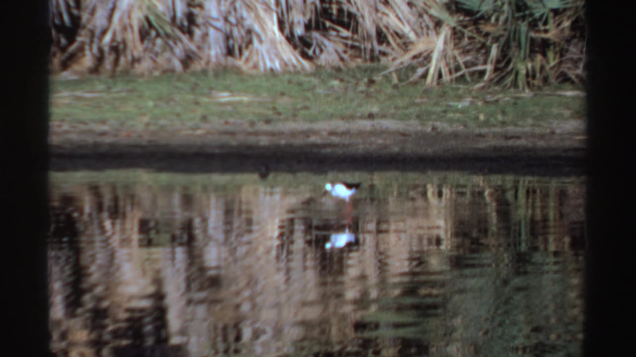 Wading bird farther along the bank, reflected in rippled water below reeds.