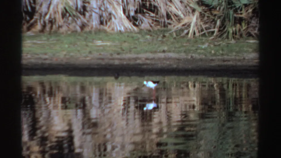 1969 Sudan 8mm frame with a black-and-white wading bird beside a shallow pool, its reflection broken by ripples.