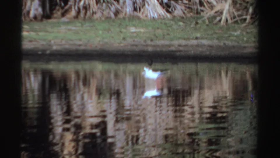 1969 Sudan 8mm frame showing the bird low in the frame, reflected in water beneath a grassy reed-lined bank.