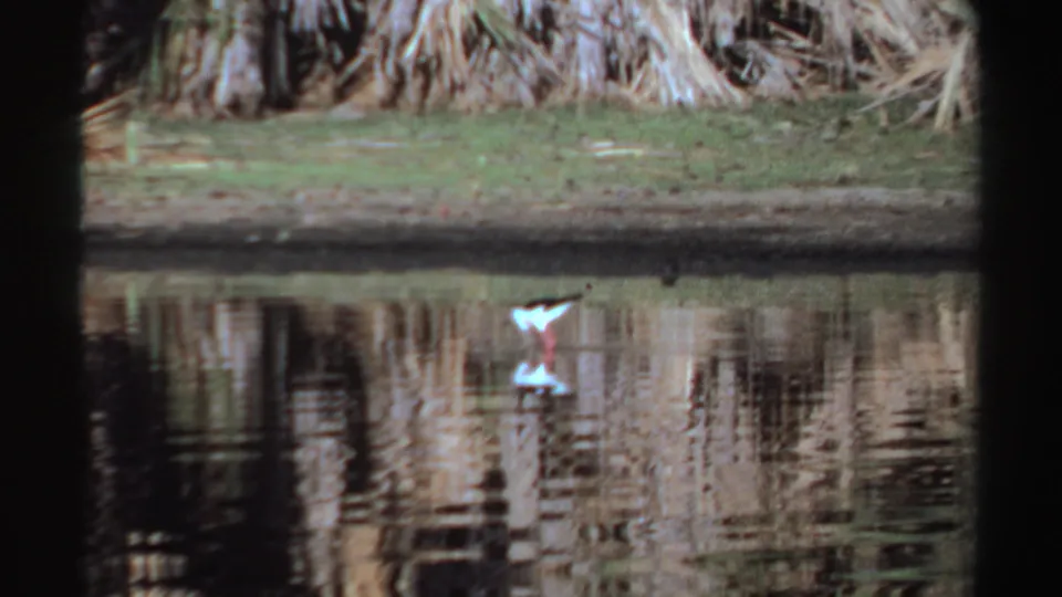 1969 Sudan 8mm frame showing a black-and-white stilt-like bird with pink legs reflected in a calm wetland pool.