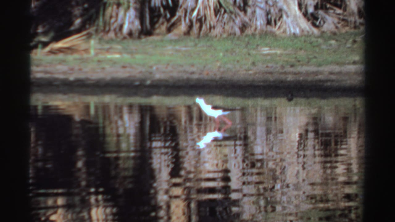 Small white bird near reflective water with palm trees behind it.
