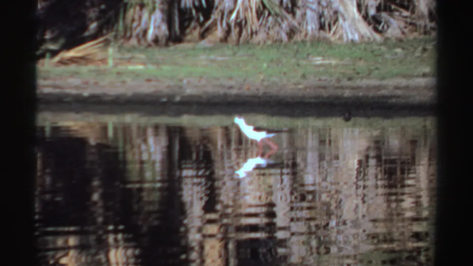 In 1969 Sudan home-movie footage, a small white bird stands near a reflective pond bordered by dense palm trees.