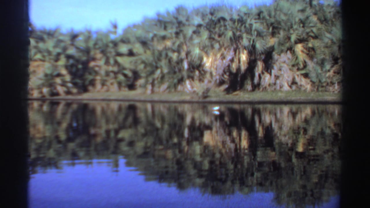 A distant white bird appears near the far edge of a calm pond, with palm vegetation reflected in the water.