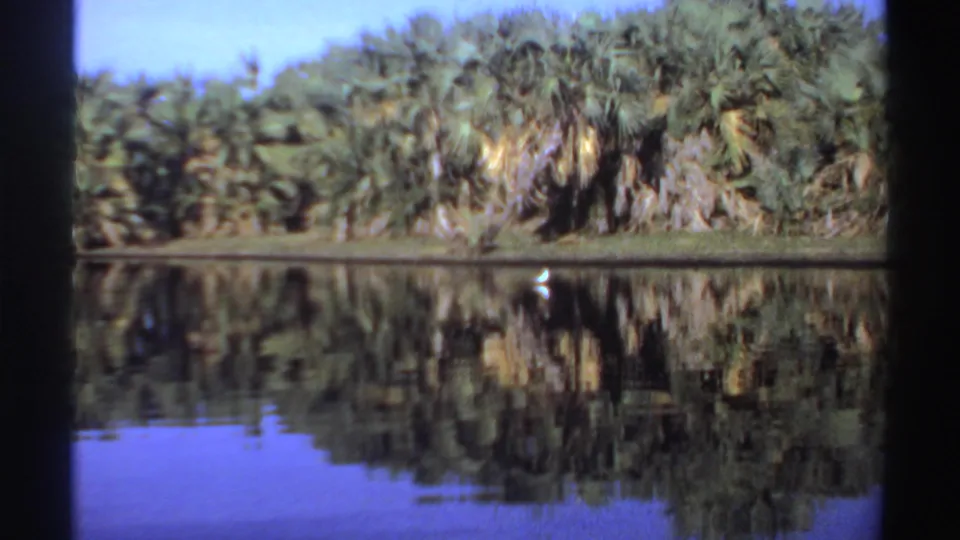 The white bird remains near the far bank of a reflective pond, framed by dense palms in archival 8mm color.