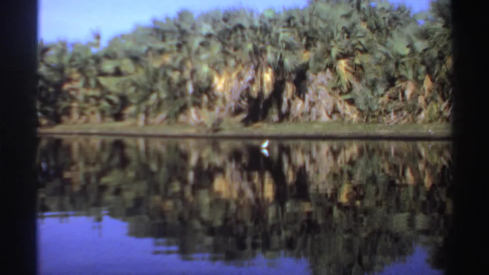 The closing frame shows the bird as a small bright shape by the far bank, with palms and their reflections filling the view.