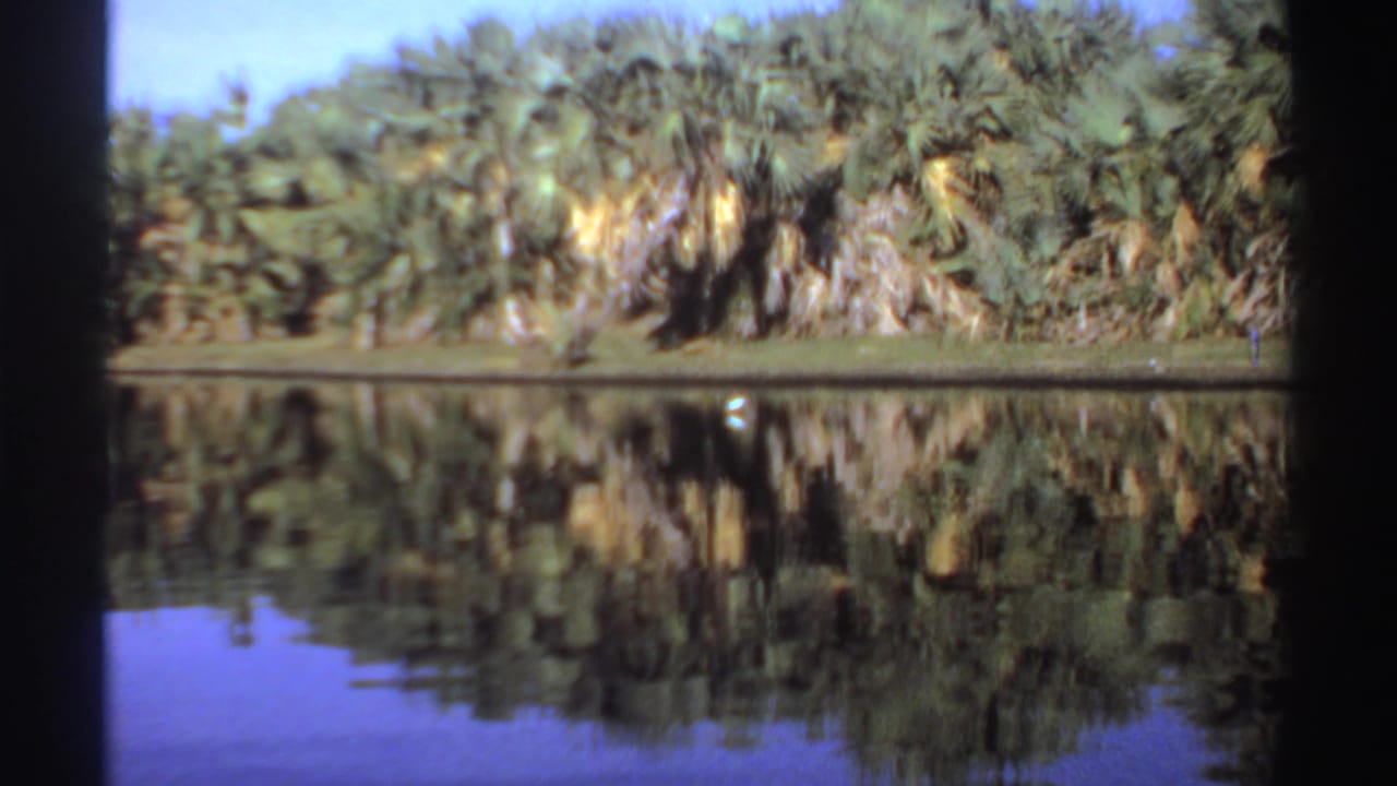 Palm-lined lagoon with still water reflecting dense shoreline foliage.