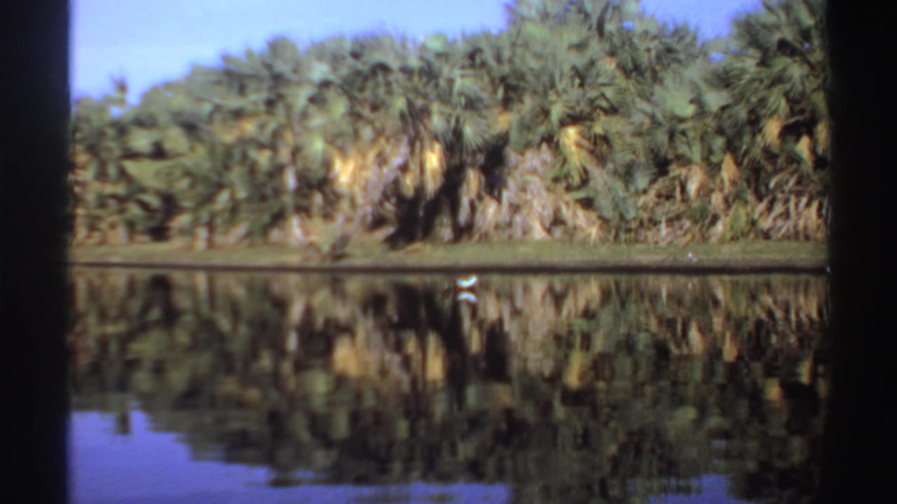 1969 Sudan lagoon view with palm trees, mirrored water, and a small white bird moving near the far shore.